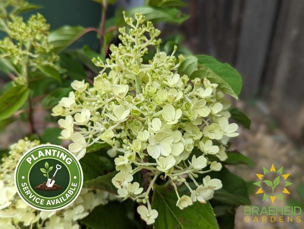 Fire Light Tidbit Hydrangea
