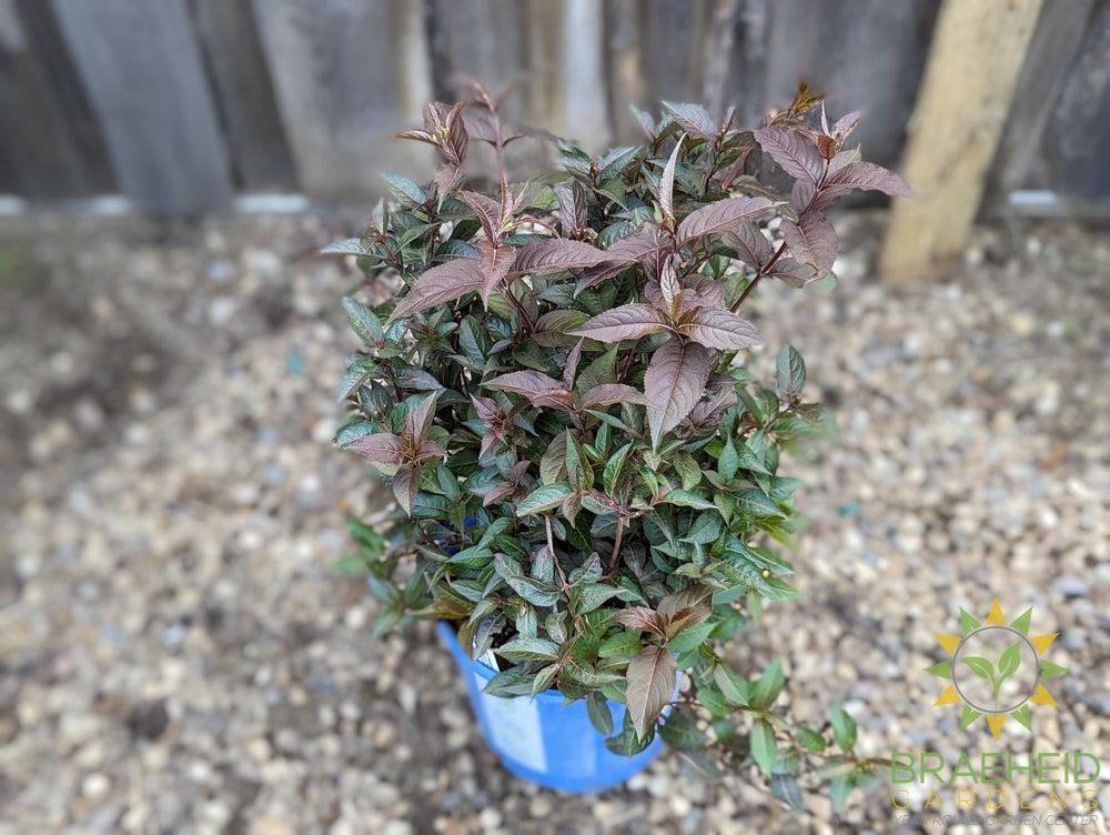 Firefly™ Nightglow™ Diervilla