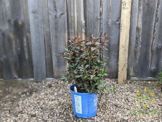 Firefly™ Nightglow™ Diervilla