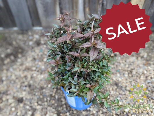 Firefly™ Nightglow™ Diervilla