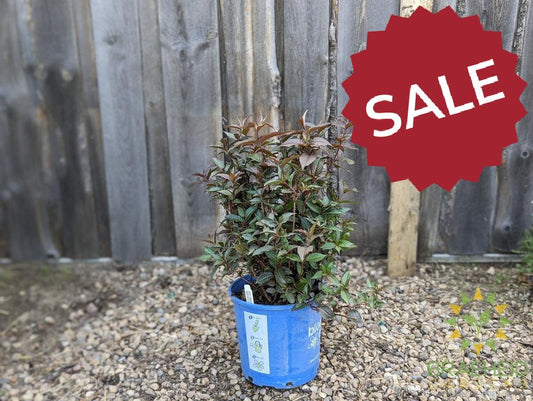 Firefly™ Nightglow™ Diervilla