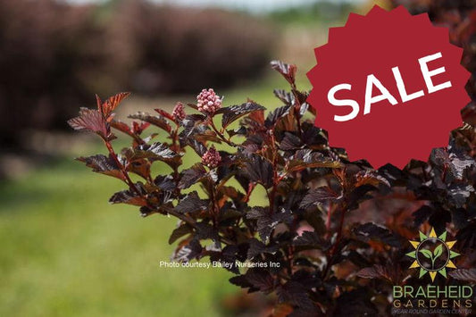 Fireside™ Ninebark