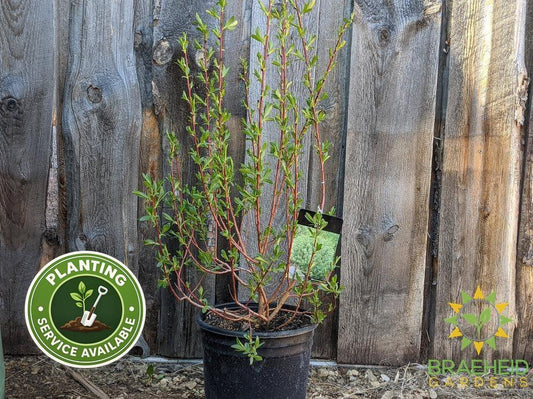 Flame Willow