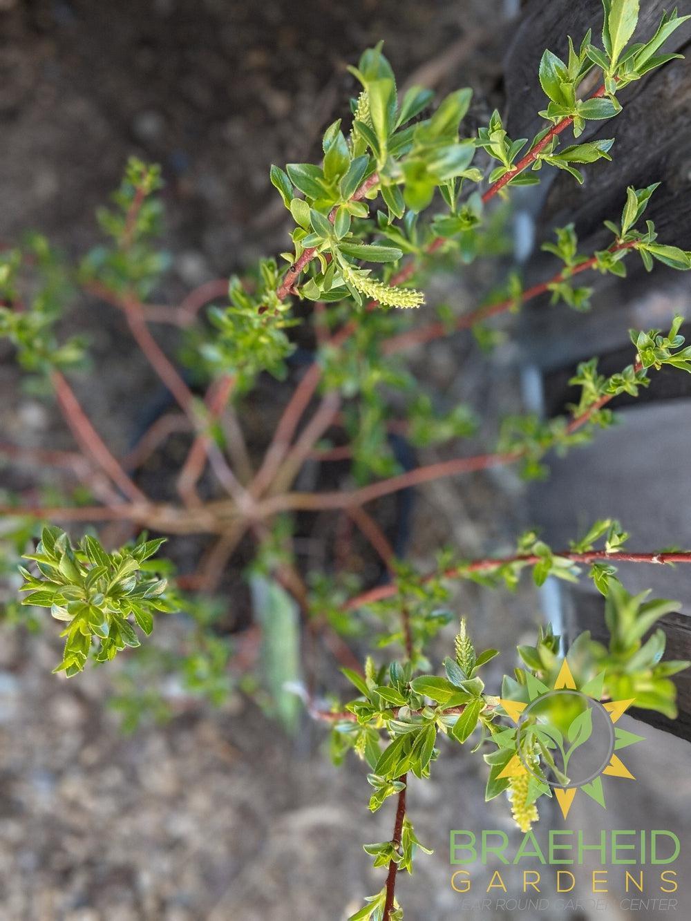 Flame Willow