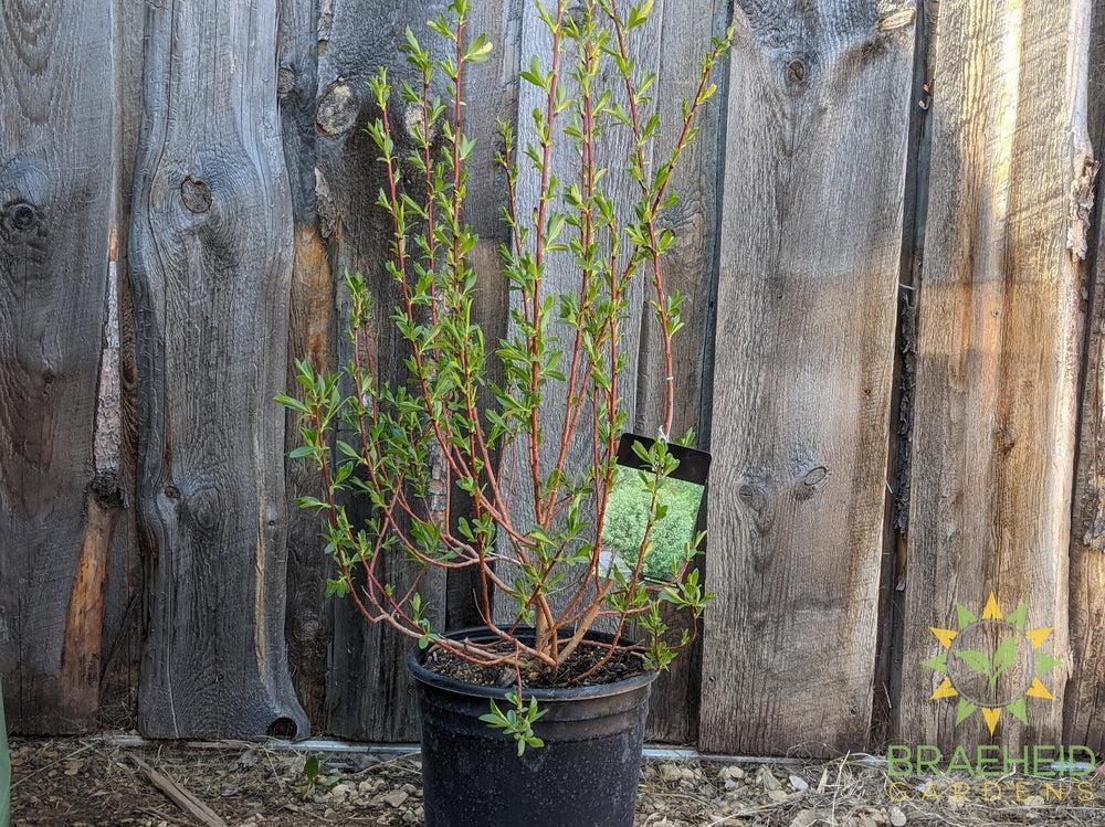 Flame Willow
