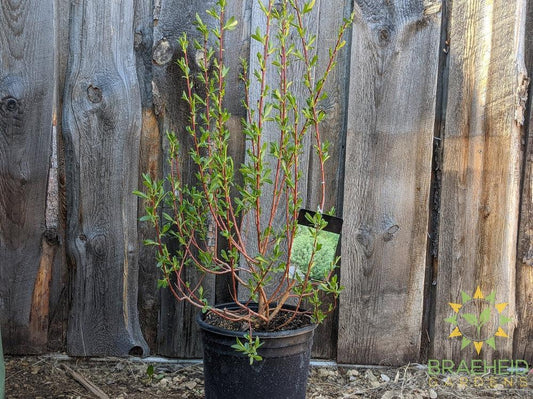 Flame Willow