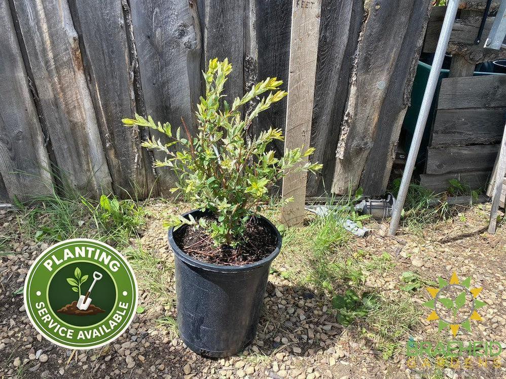 Flamingo Willow
