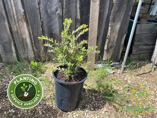 Flamingo Willow