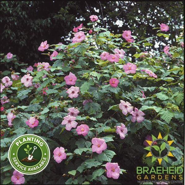 Buy Flowering Raspberry an Edible Shrub in Grande Prairie Alberta - Braeheid Gardens Ltd.
