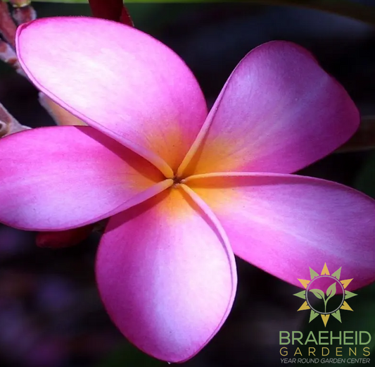 Plumeria Purple Shell