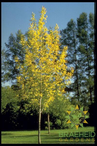 Prairie Spire® Ash