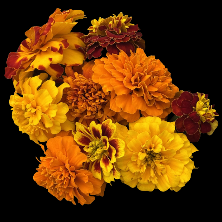French Marigold Bush Mix