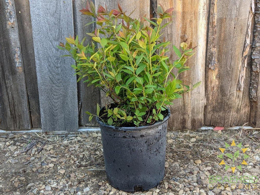 Froebel Spirea