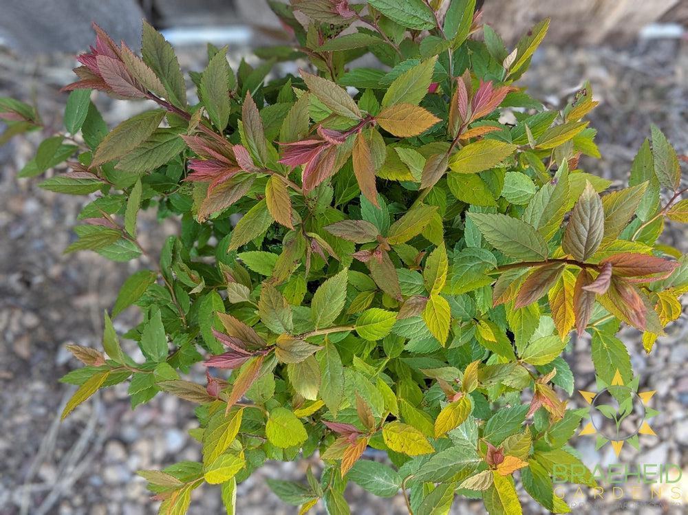 Froebel Spirea