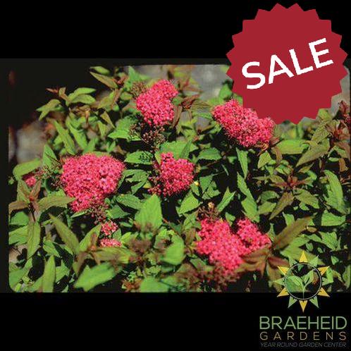 Froebel Spirea