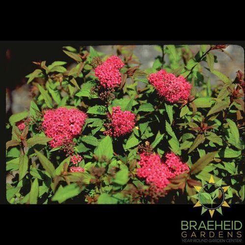 Froebel Spirea