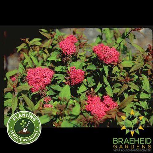 Froebel Spirea