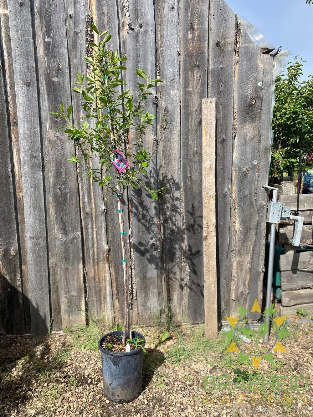 Romeo Cherry Tree- Tree for sale, Grown in Grande Prairie -Braeheid Gardens Ltd. on Emerson Trail