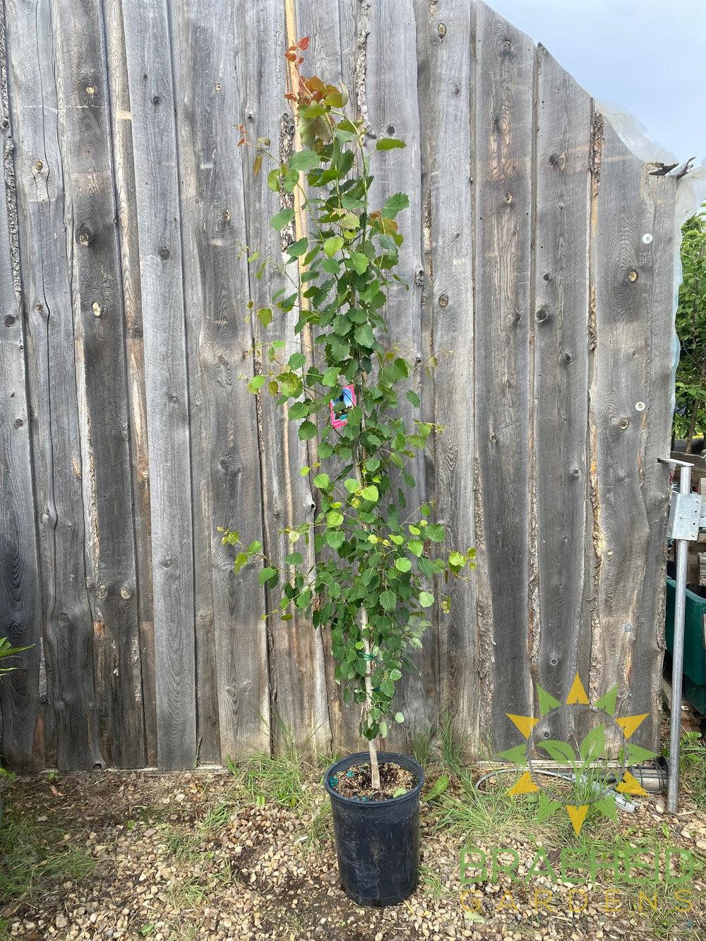 Swedish Columnar Aspen- Tree for sale, Grown in Grande Prairie -Braeheid Gardens Ltd. on Emerson Trail