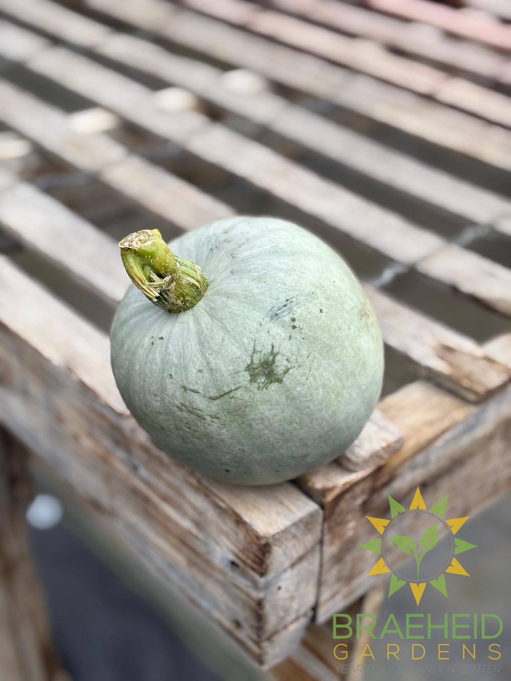 Ash Gourd - NO SHIP