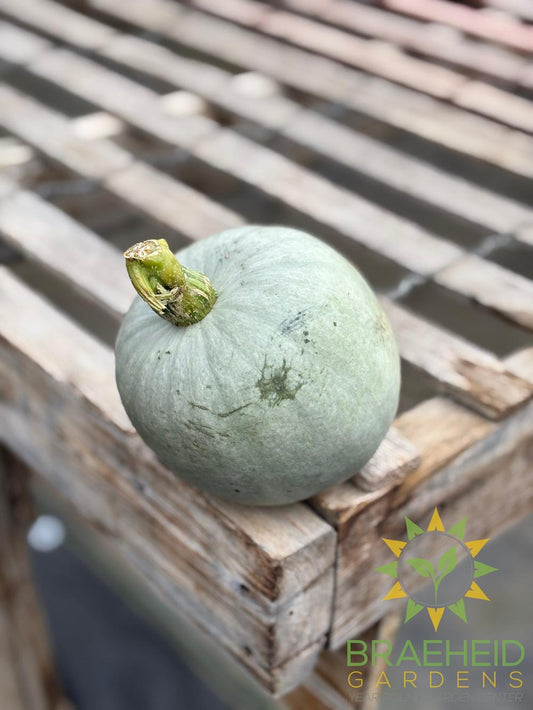 Ash Gourd - NO SHIP