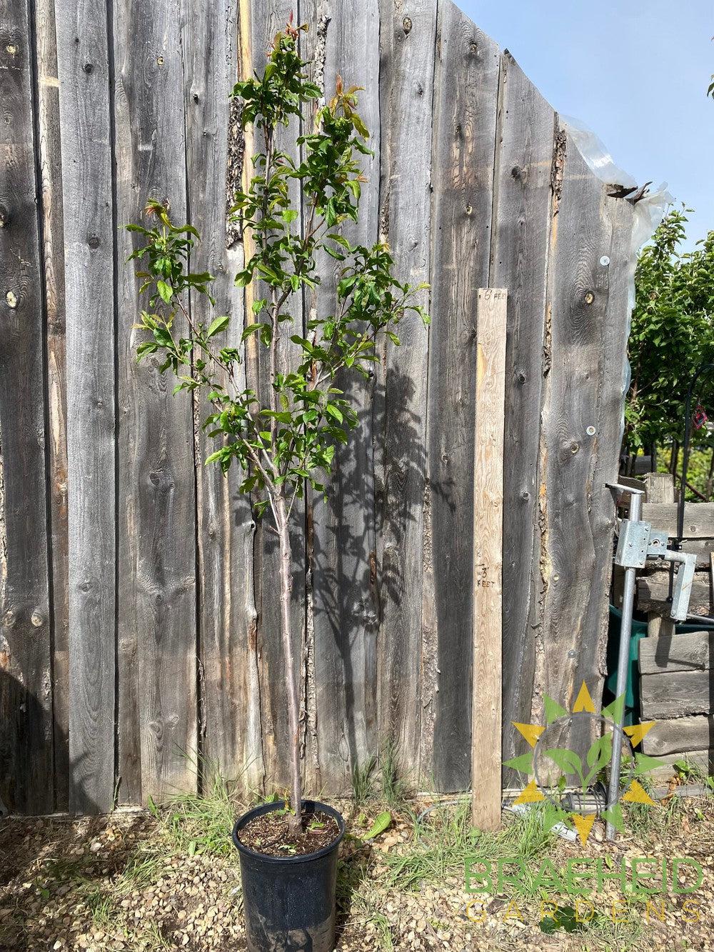 Pipestone Plum- Tree for sale, Grown in Grande Prairie -Braeheid Gardens Ltd. on Emerson Trail