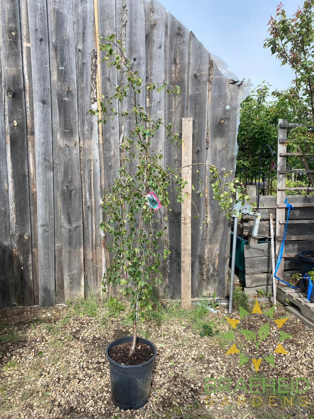 Young's Weeping Birch- Tree for sale, Grown in Grande Prairie -Braeheid Gardens Ltd. on Emerson Trail