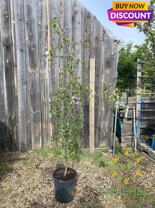 Young's Weeping Birch