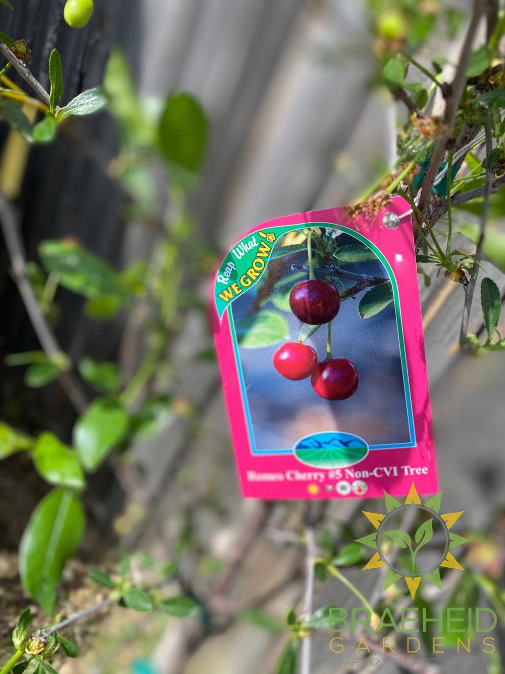 Romeo Cherry Tree- Tree for sale, Grown in Grande Prairie -Braeheid Gardens Ltd. on Emerson Trail