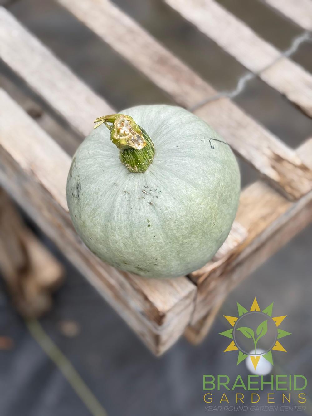 Ash Gourd - NO SHIP