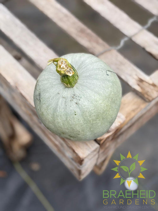 Ash Gourd - NO SHIP