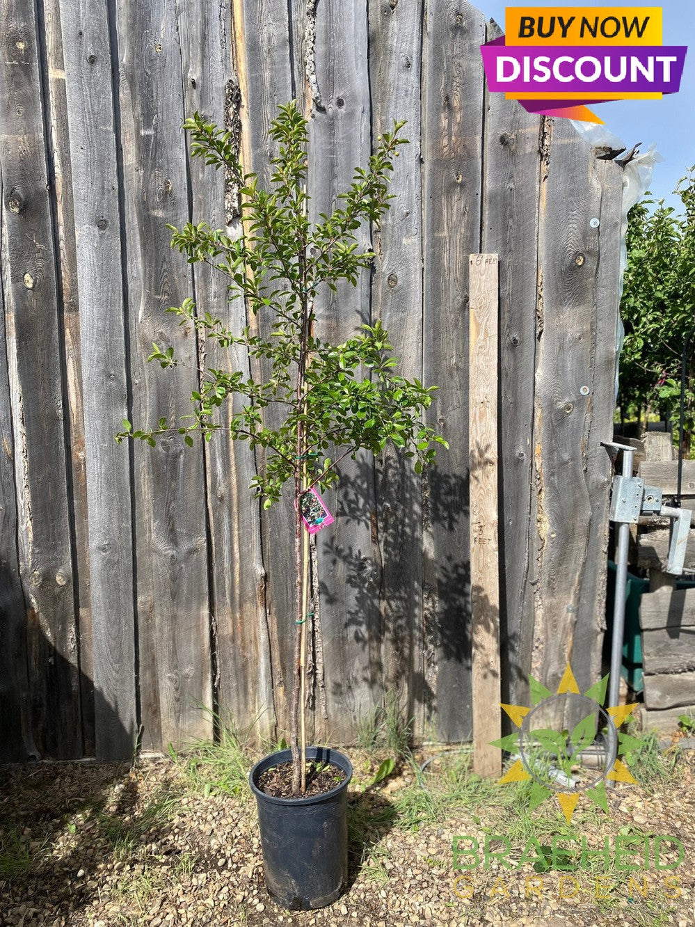 Crimson Passion Cherry Tree