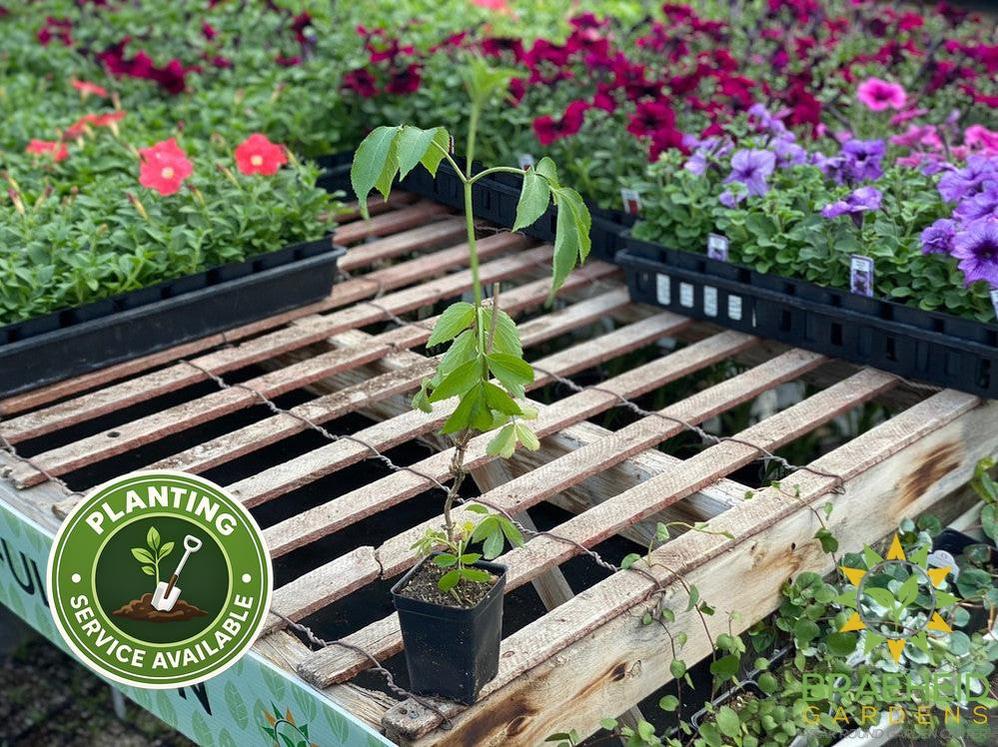 Buy Elderberry Marge an Edible Shrub in Grande Prairie Alberta - Braeheid Gardens Ltd.