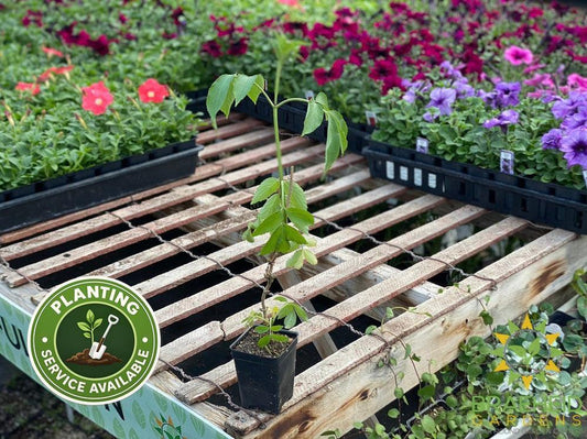 Buy Elderberry Marge an Edible Shrub in Grande Prairie Alberta - Braeheid Gardens Ltd.
