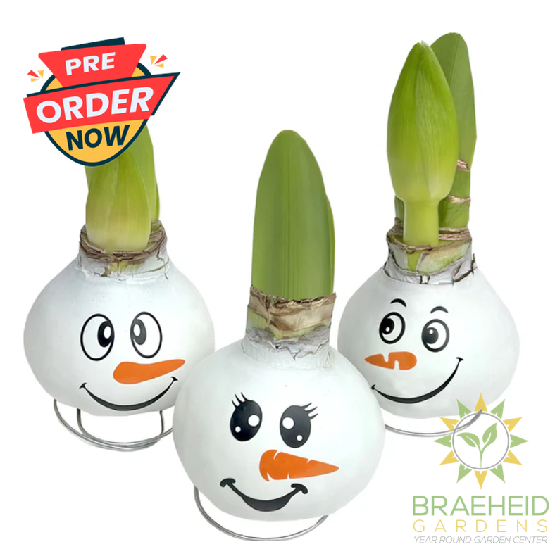 Snowman Amaryllis