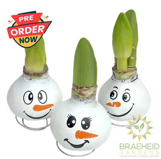 Snowman Amaryllis