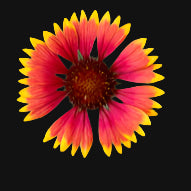 Blanket Flower (Gaillardia)
