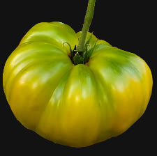 Cherokee Giant Green Tomato