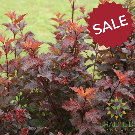 Ginger Wine Ninebark