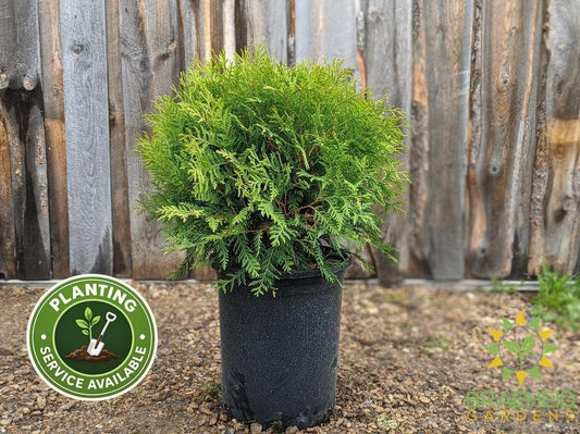 Globe Cedar
