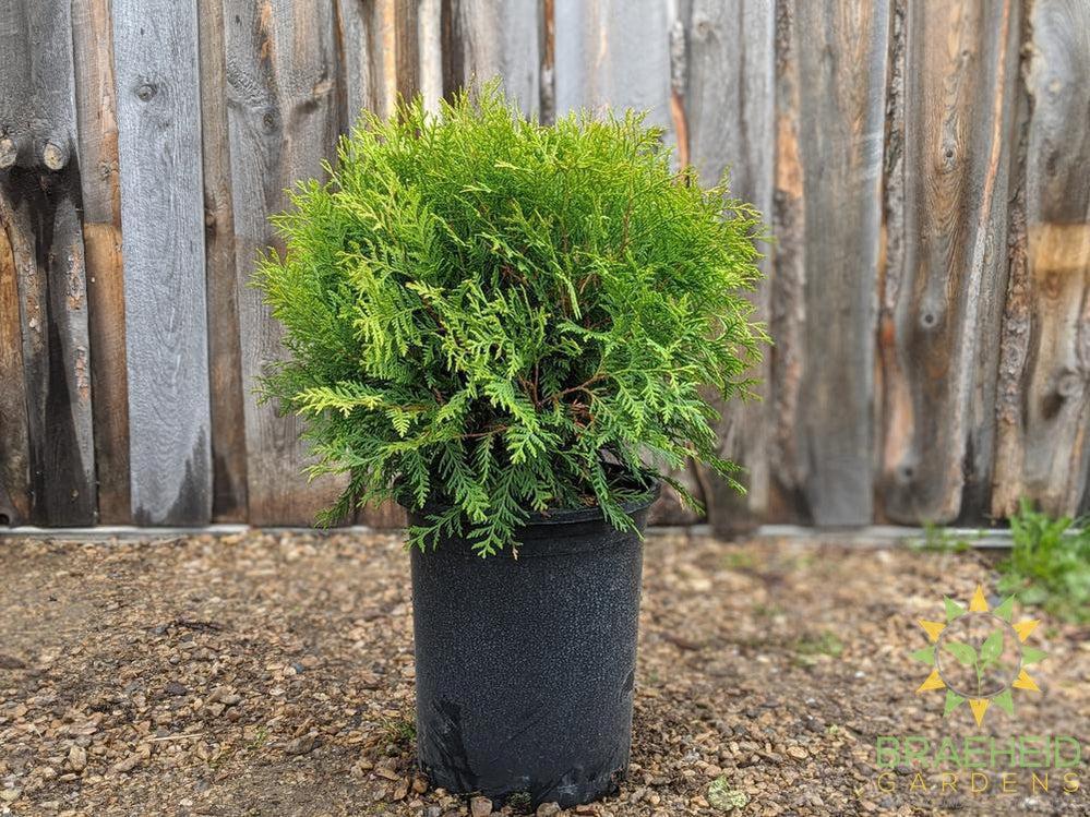 Globe Cedar
