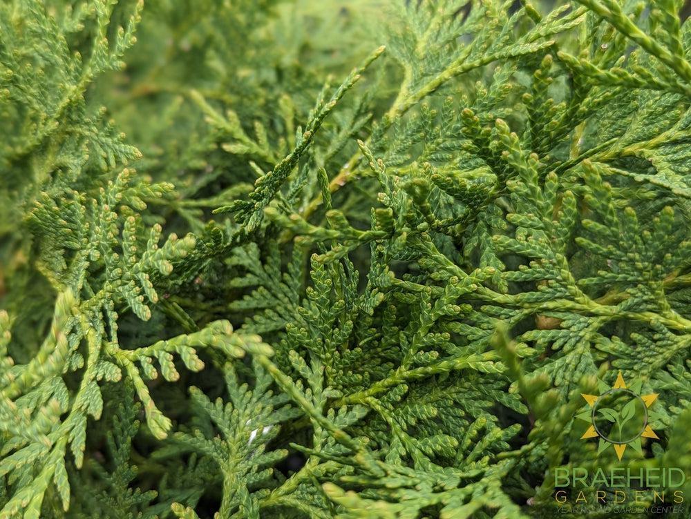 Globe Cedar