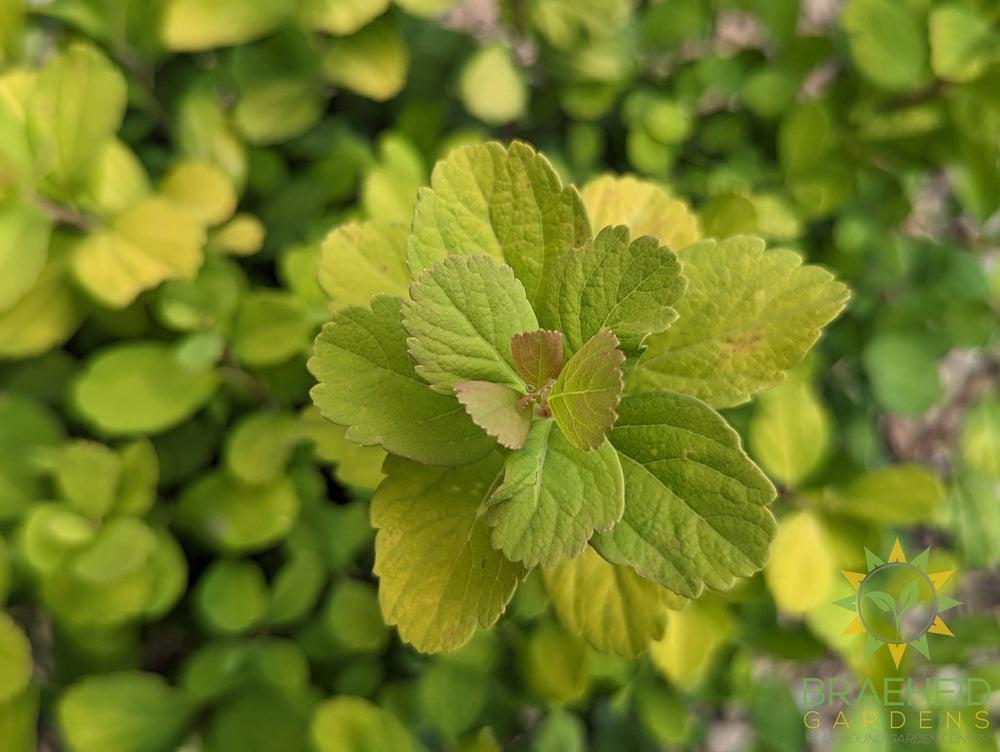 Glow Girl® Birchleaf Spirea