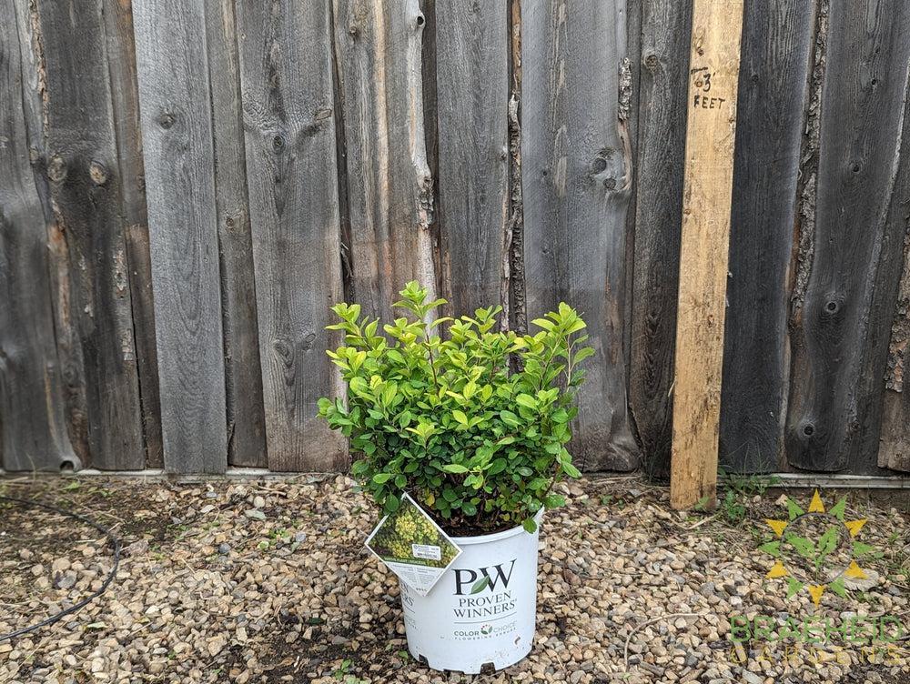 Glow Girl® Birchleaf Spirea