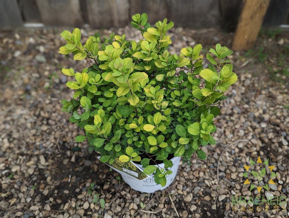 Glow Girl® Birchleaf Spirea