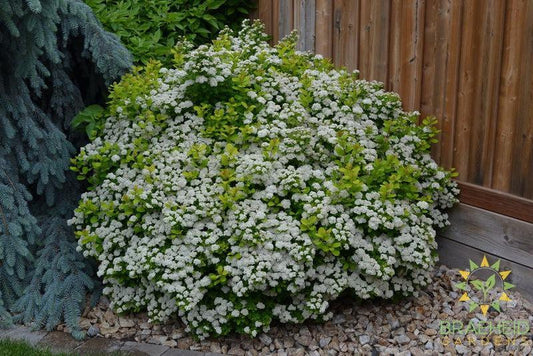 Glow Girl® Birchleaf Spirea
