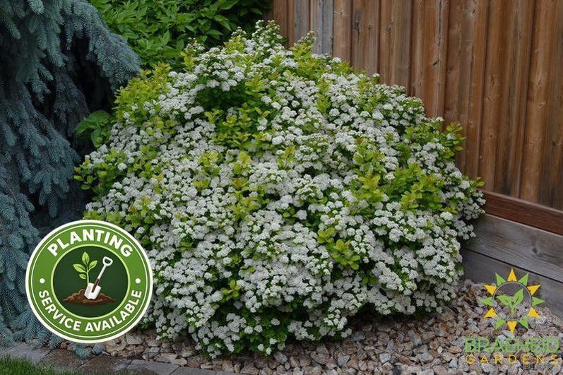 Glow Girl® Birchleaf Spirea