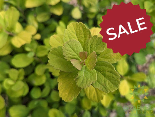 Glow Girl® Birchleaf Spirea