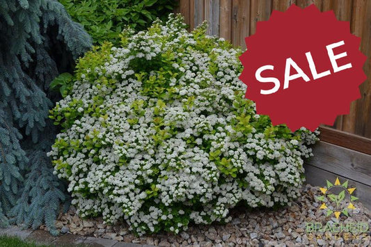 Glow Girl® Birchleaf Spirea