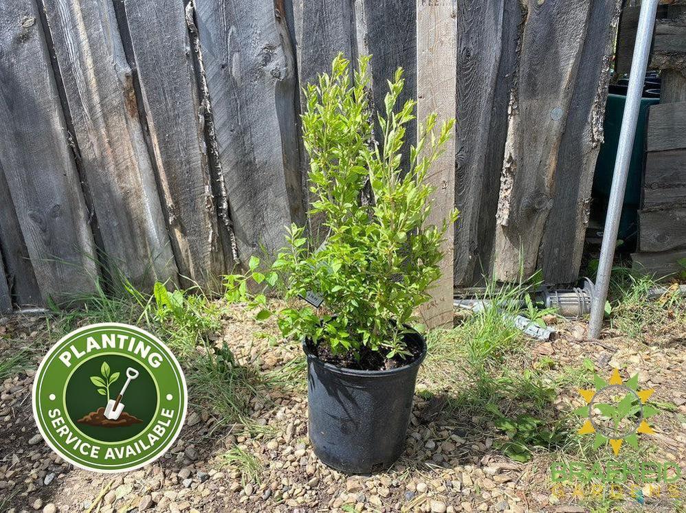 Buy Goji Berry an Edible Shrub in Grande Prairie Alberta - Braeheid Gardens Ltd.